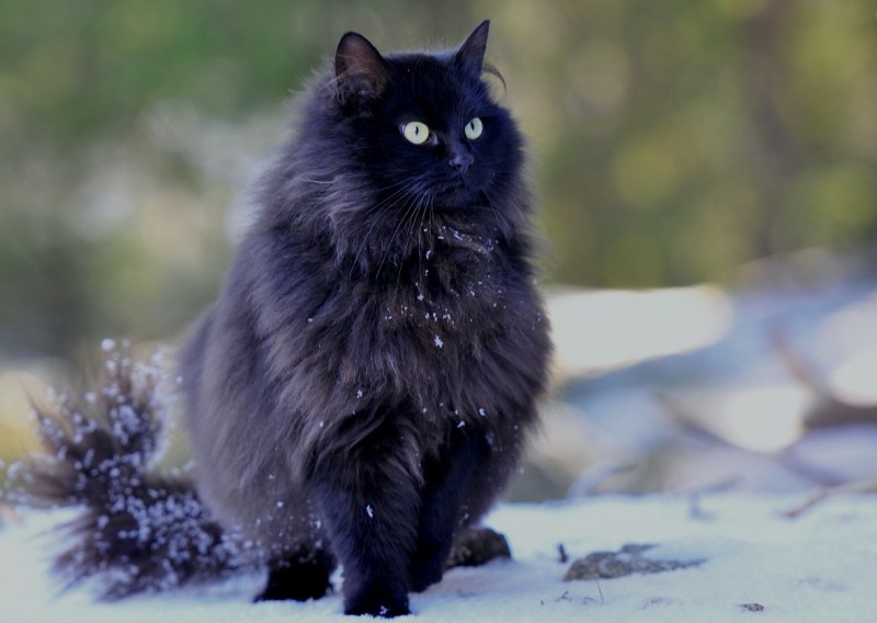 Фотография котик Северной