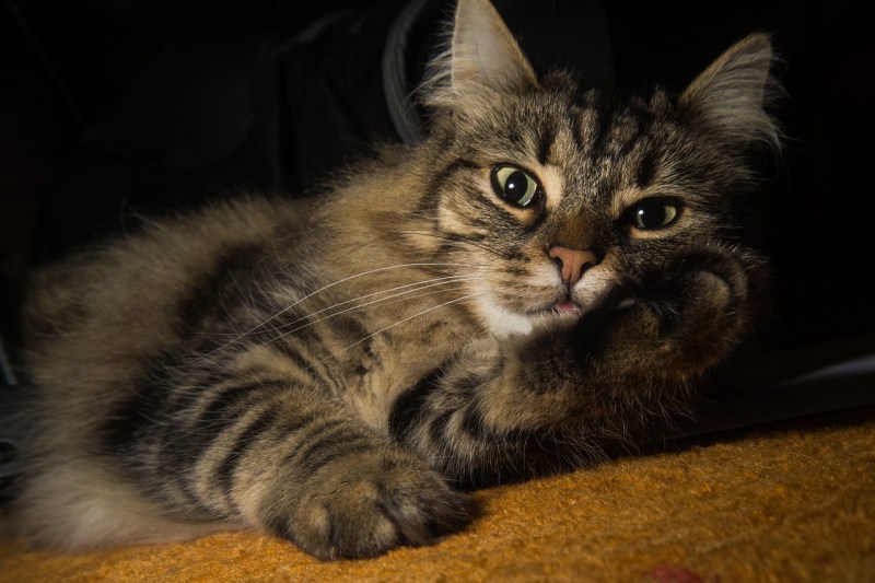 Норвежская Лесная кошка рыжая