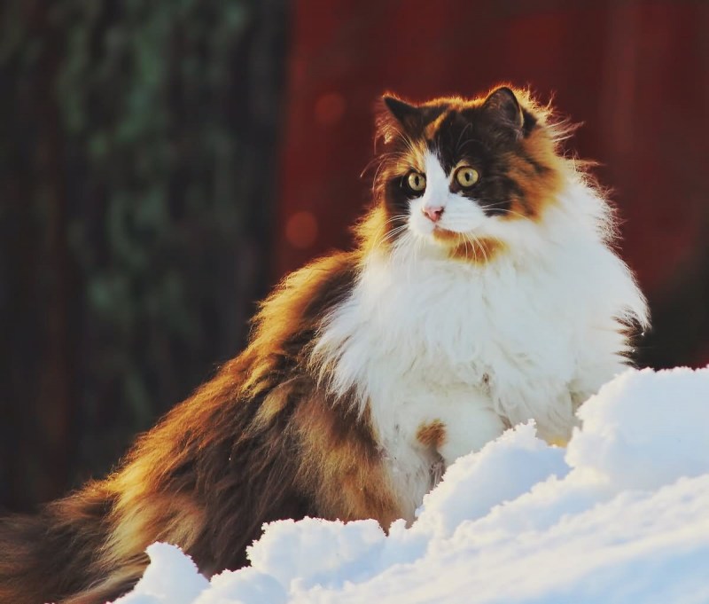 Норвежская кошка серая