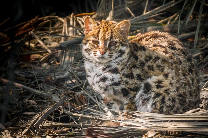 Финский кот