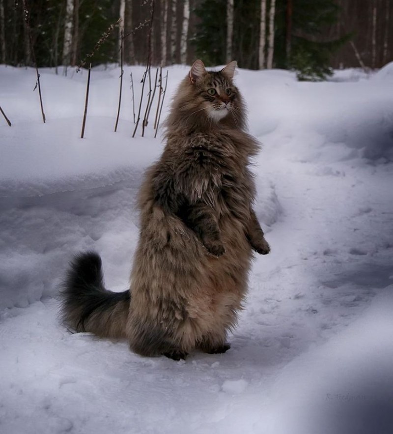 Норвежский Лесной кот