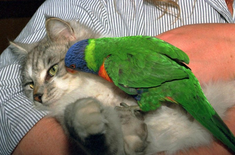 Кошка и попугай