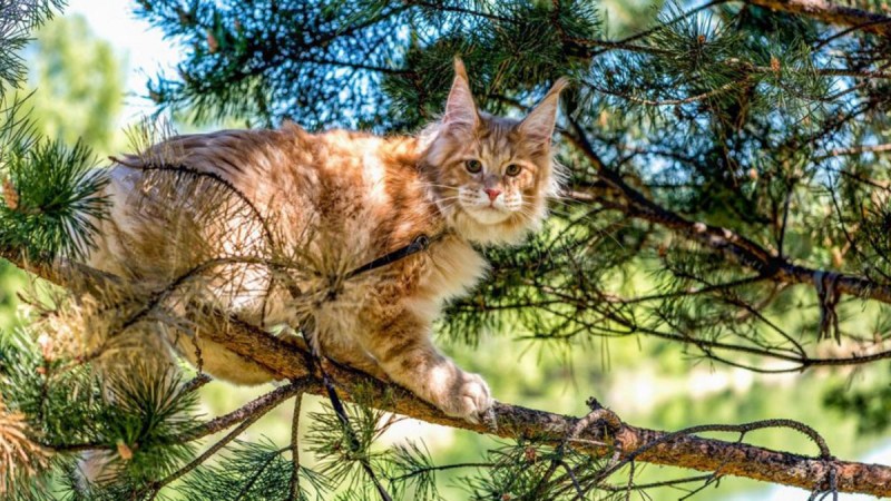 Американский Мейн кун рыжий
