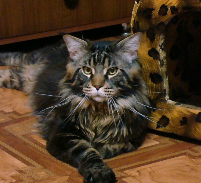 Лесной кот Мейн кун