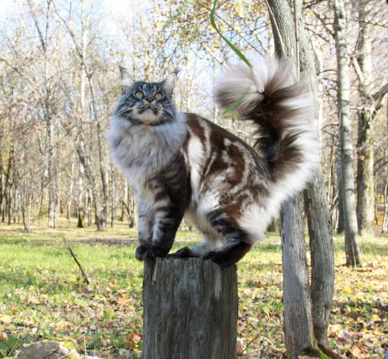 Мейн кун дикий