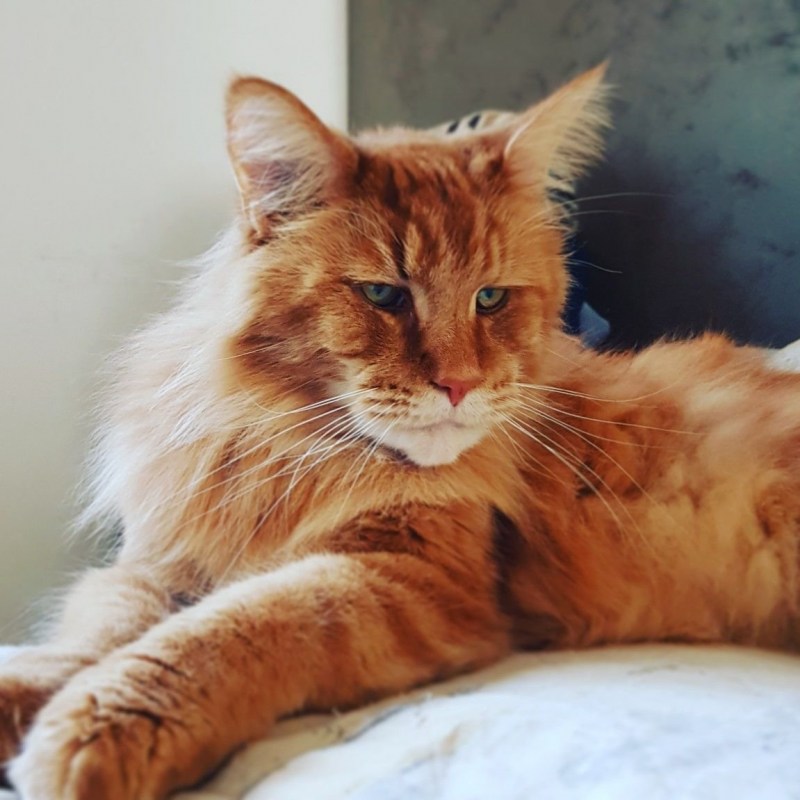 Коты Мейн кун