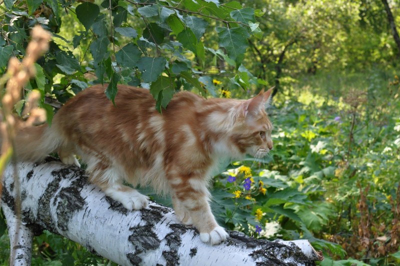 Коты Воители Мейн кун