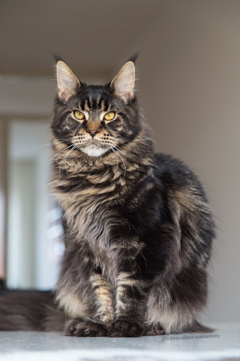 Кошка Мейн кун