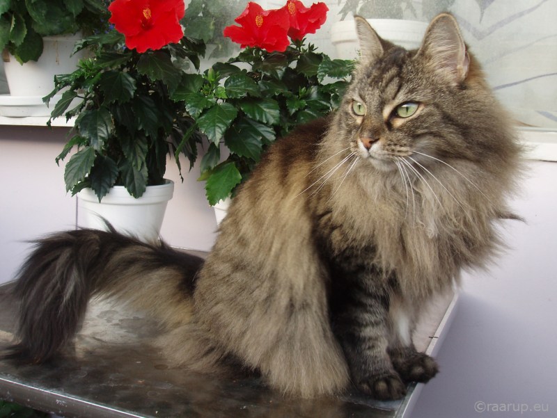 Котята Мейн кун Лесной окрас