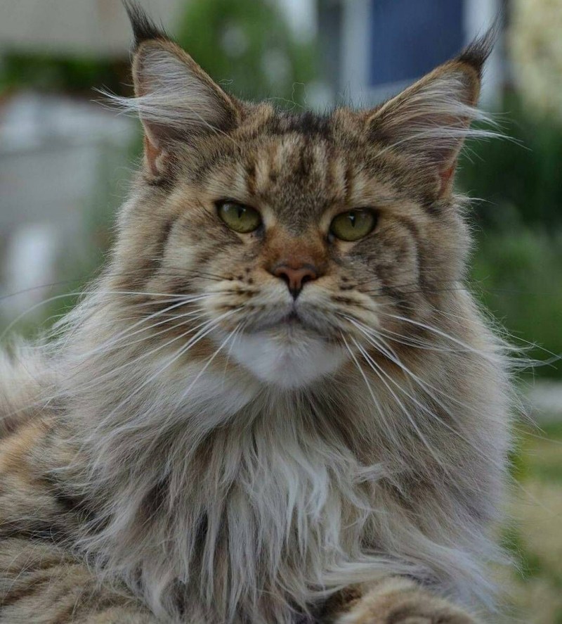 Норвежская длинношерстная Лесная кошка