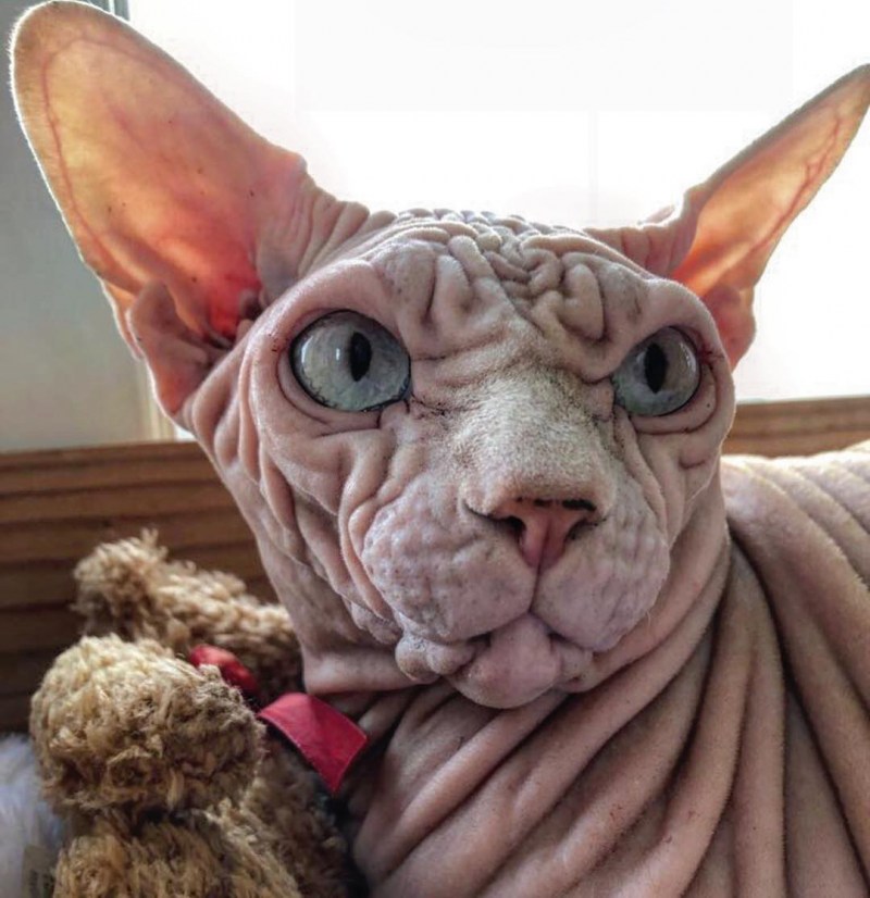 Египетская кошка сфинкс