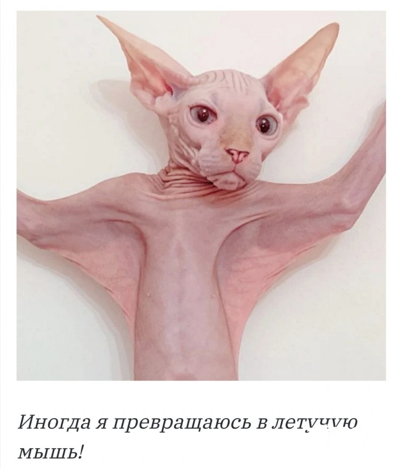 Морщинистый канадский сфинкс