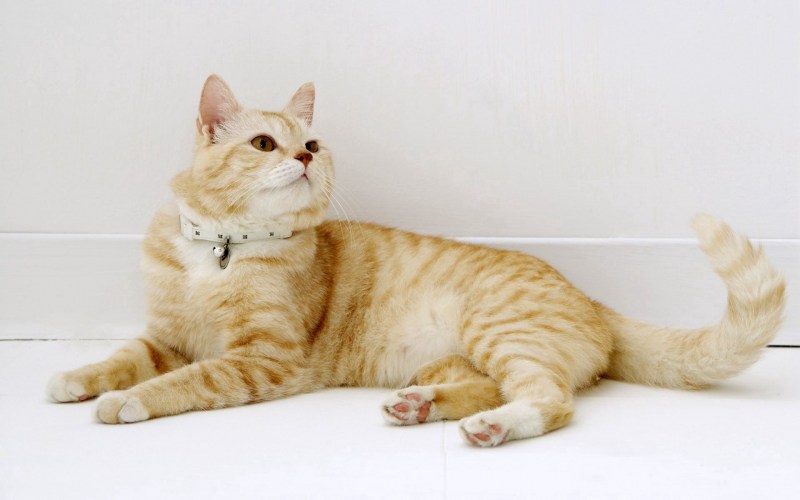 Лежачий кот