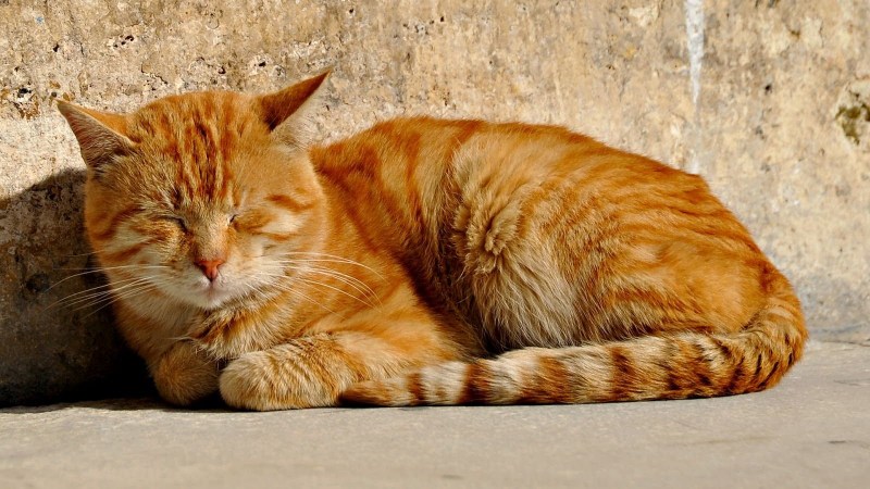 Кошка лежит