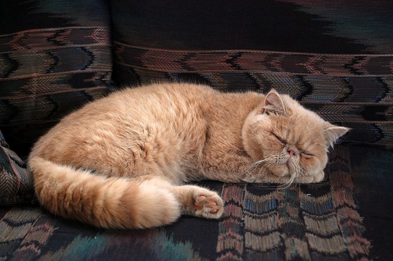 Кот лежит