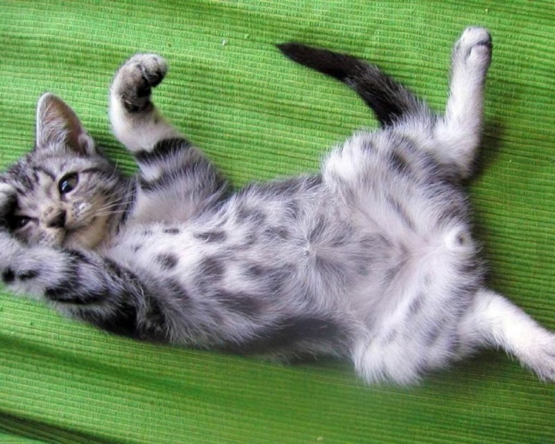 Котенок лежит насспине
