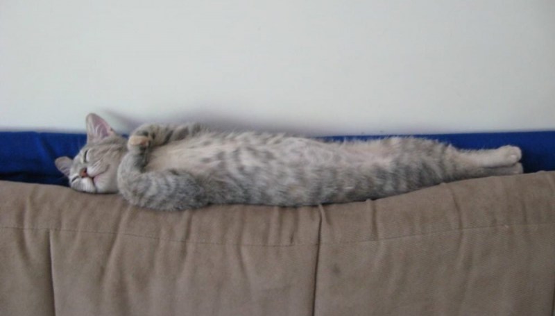 Кошка валяется на диване