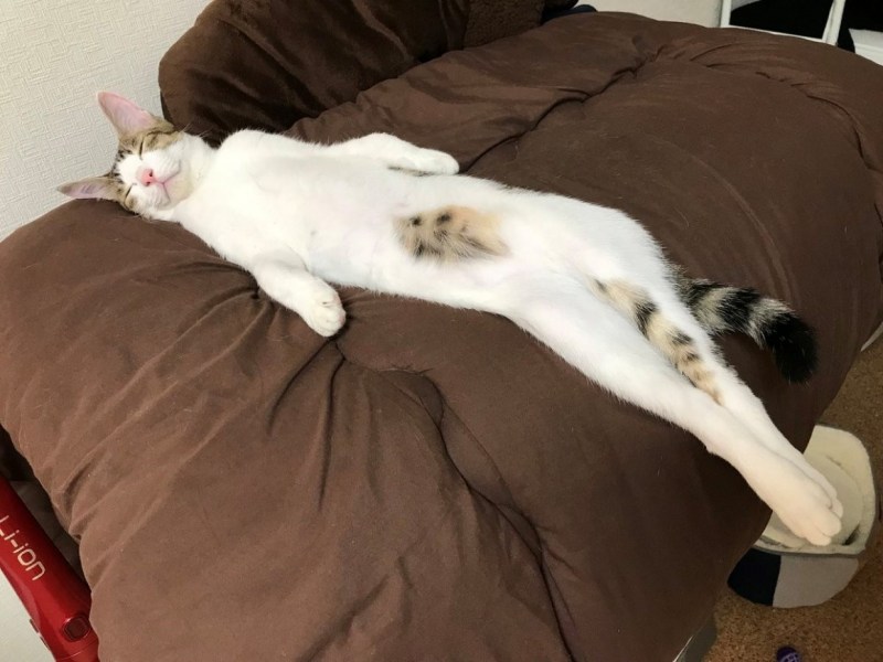 Кот лежит растянувшись