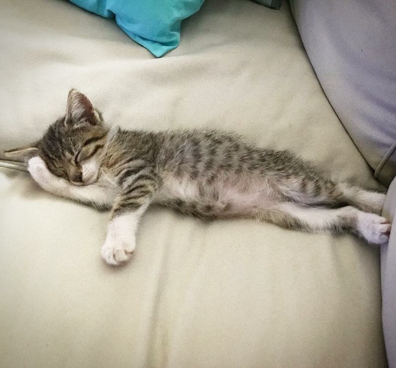 Кот спит на спине