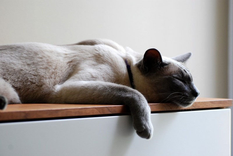 Кот лежит