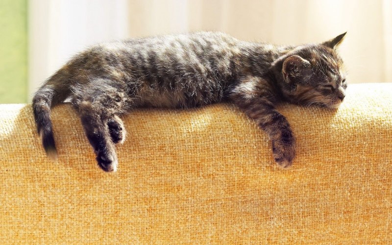Лежачий кот