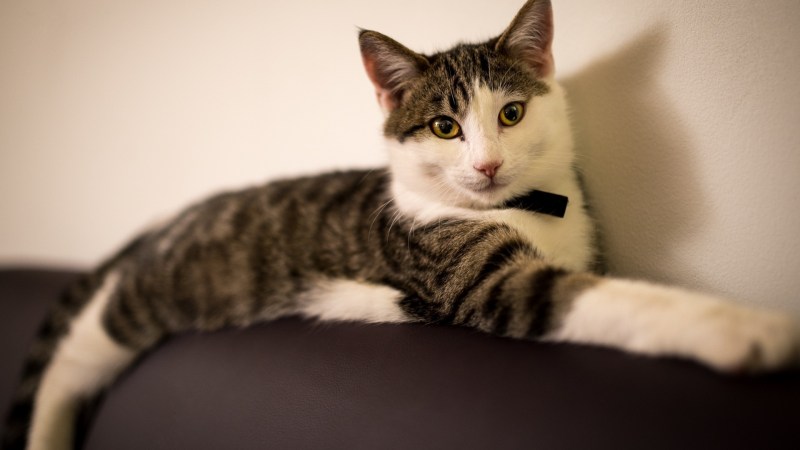 Кот лежит на кошке