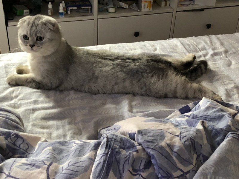 Лежащая Шотландская кошка