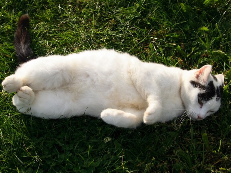 Лежачий кот