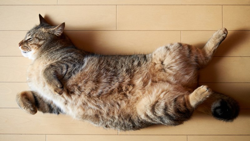 Кошка лежит