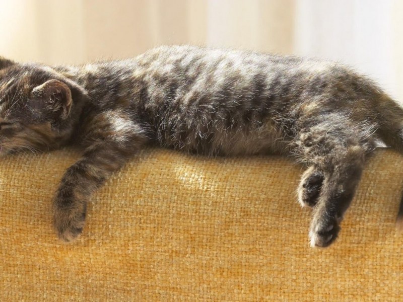 Котик лежит на боку
