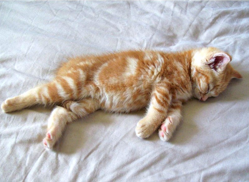 Кот лежит на боку