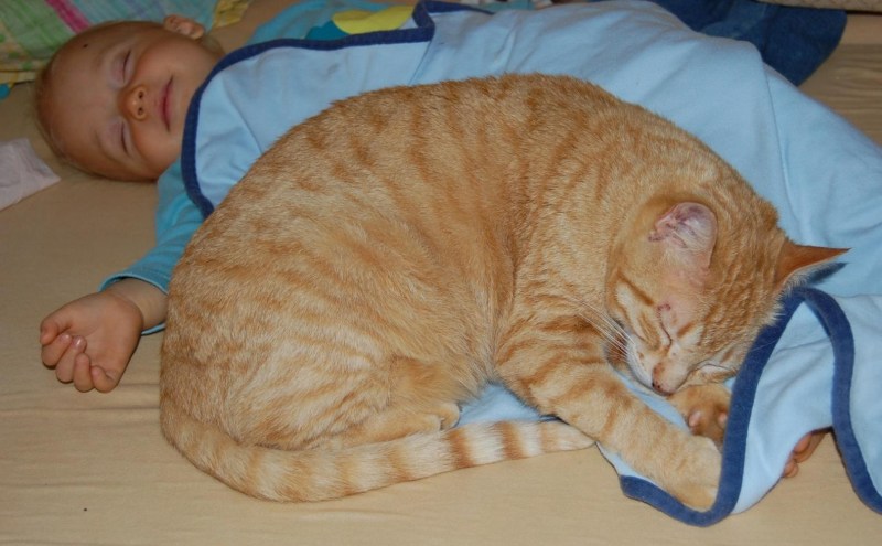 Кошка спит на животе