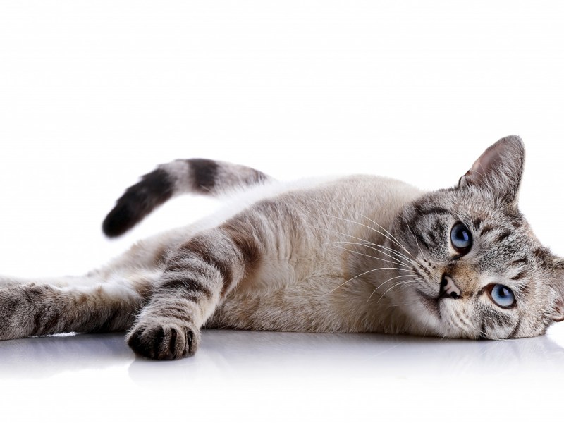Cat lying down