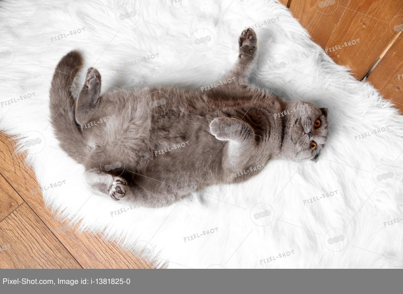 Кот лежит вид сверху