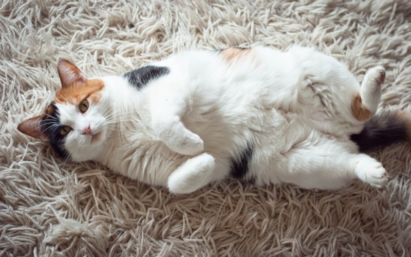 Лежачий кот