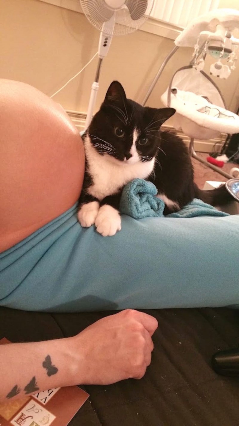 Кот лежит на девушке