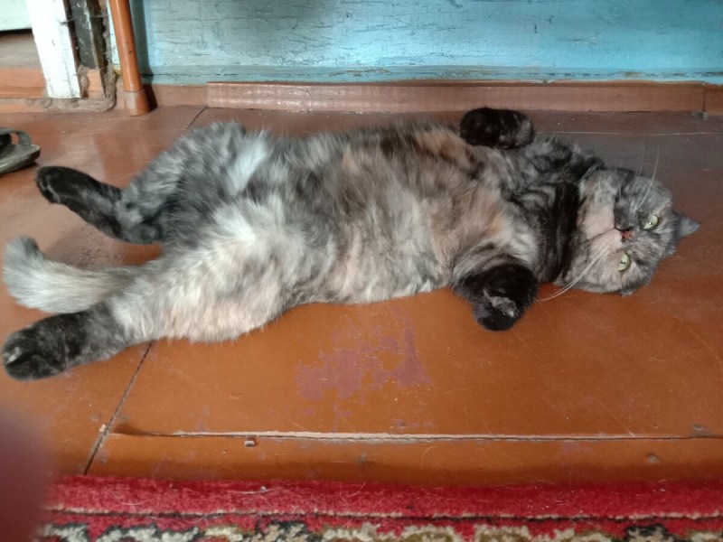 Кот спит на спине раскинув лапы