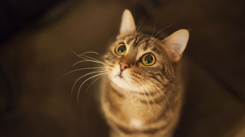 Кот размышляет
