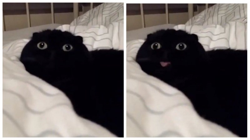 Чёрный кот с высуцнутым языком