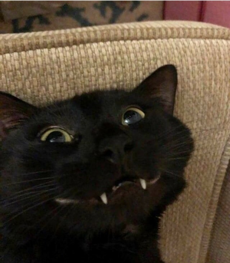 Всратые коты