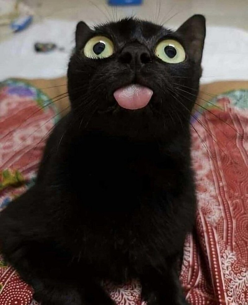Смешной черный кот