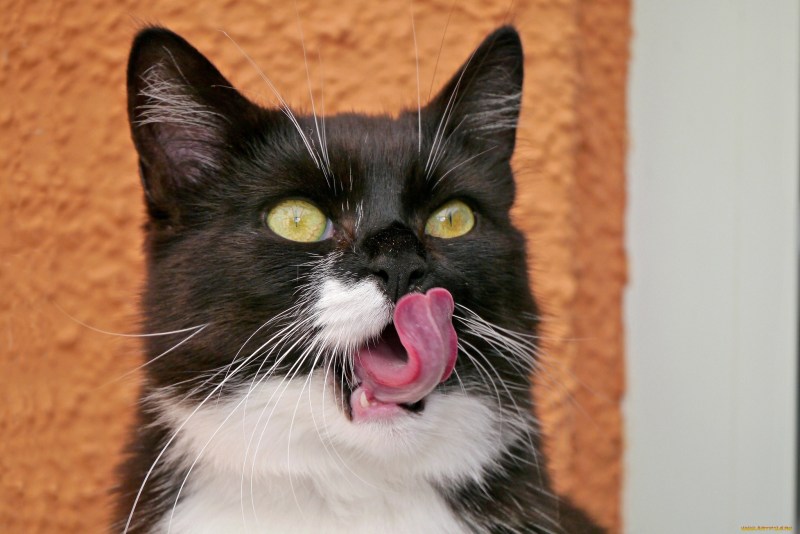 Черные коты