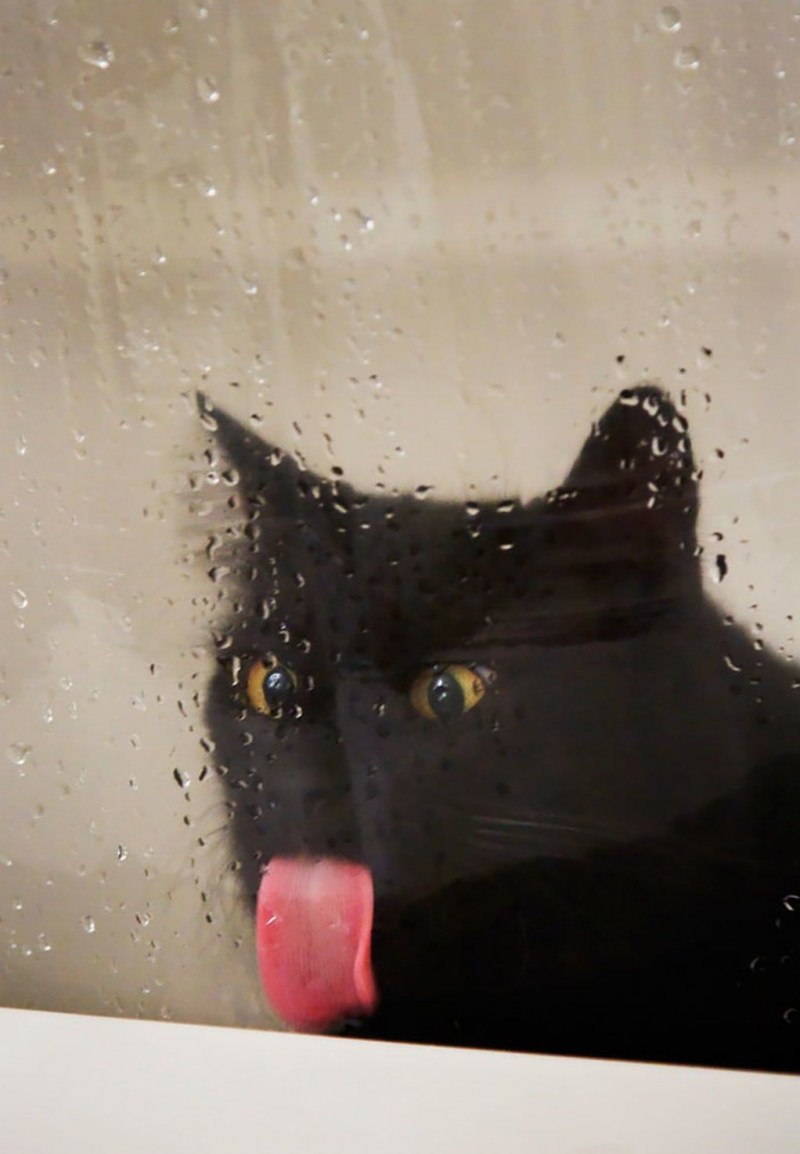 Кот за стеклом