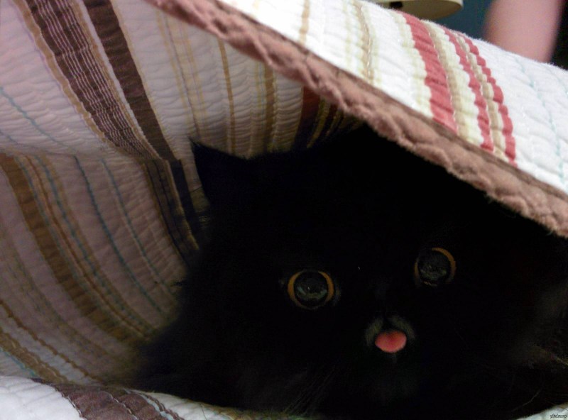 Котик с высунутым языком