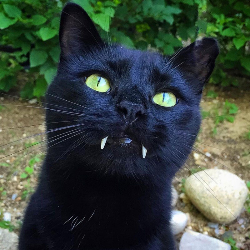 Котик с клыками обои