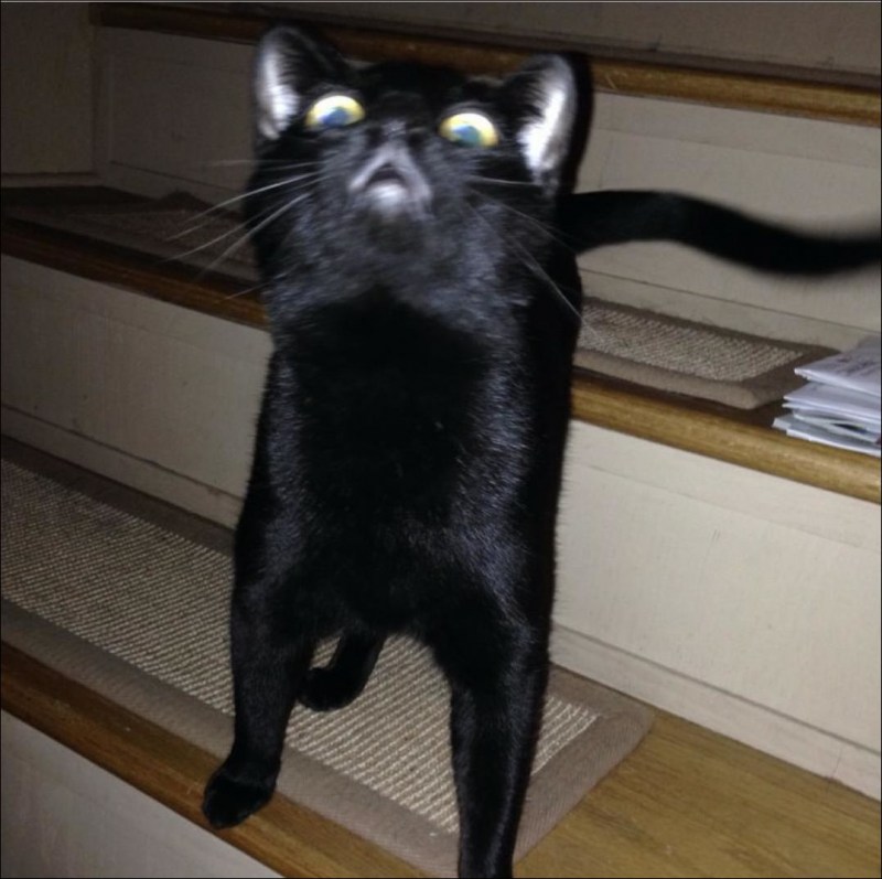 Наглый черный кот