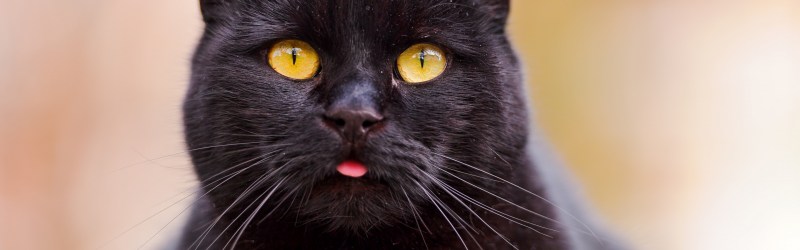 Селфи черного кота