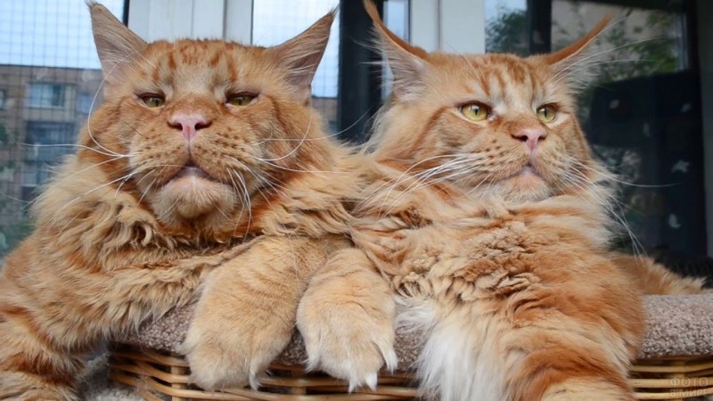 Кот Джокер Мейн кун