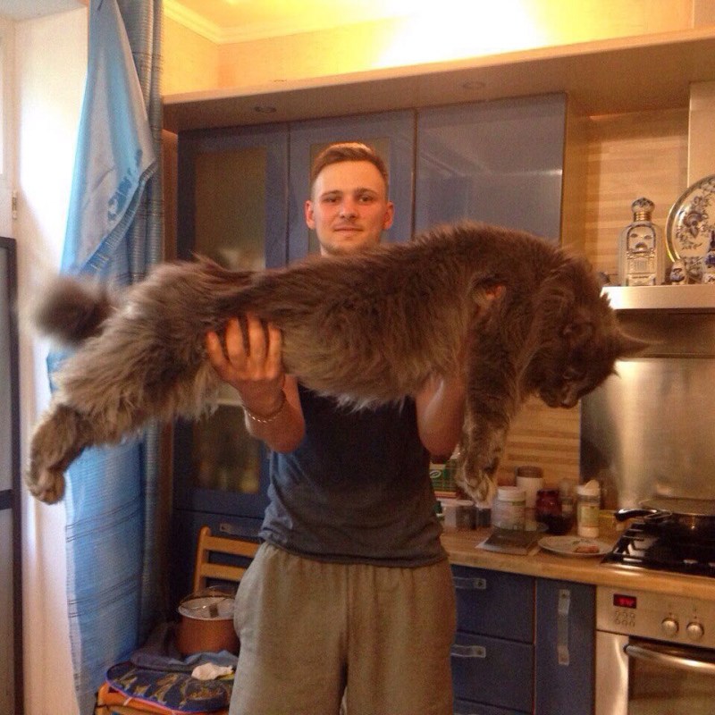 Гигантский кот Мейн кун