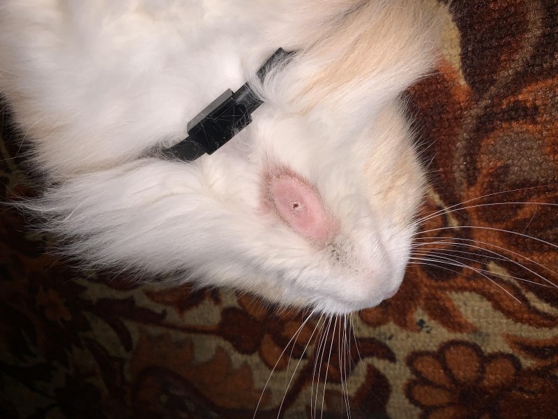 У кота на лапе проплешина